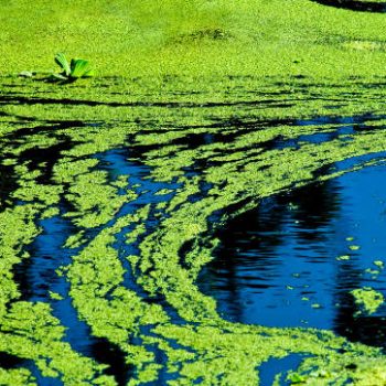 Blue-Green Algae or pond scum, cyanobacteria harmful algae.