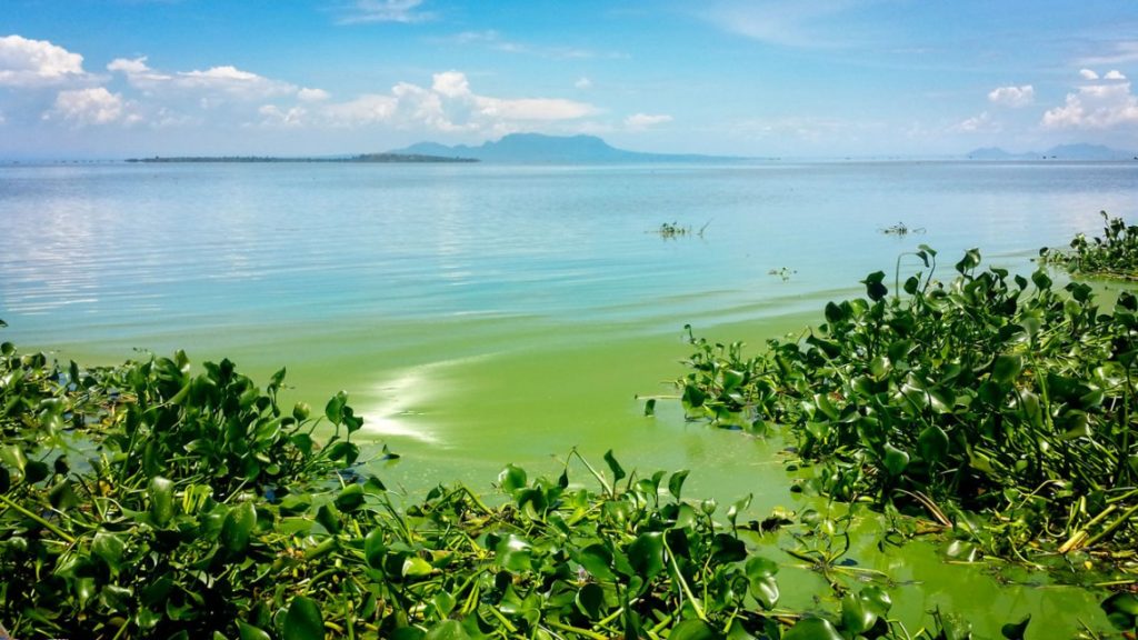 Lake Victoria Algae