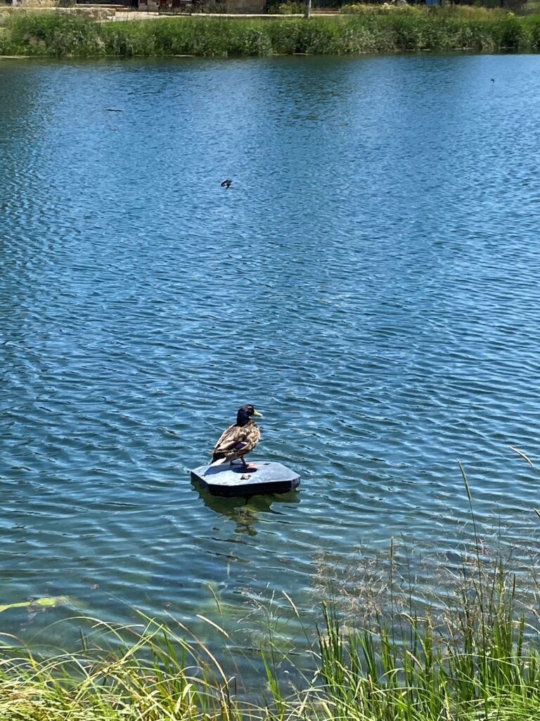 A duck rests undisturbed on a WaterIQ Pulsar device.