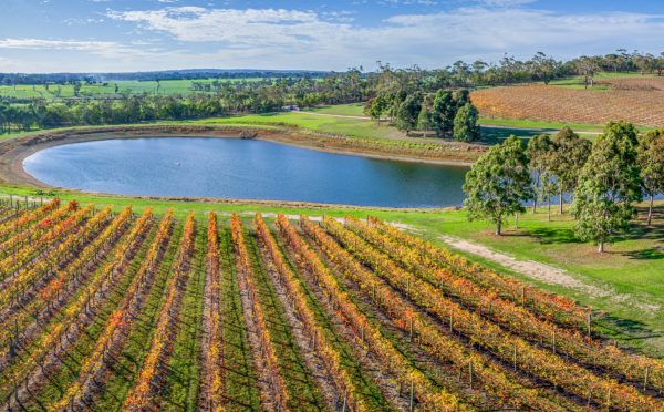 Aerial panorama of vineyard and pond on bright sunny day in fall. Mornington Peninsula, Australia